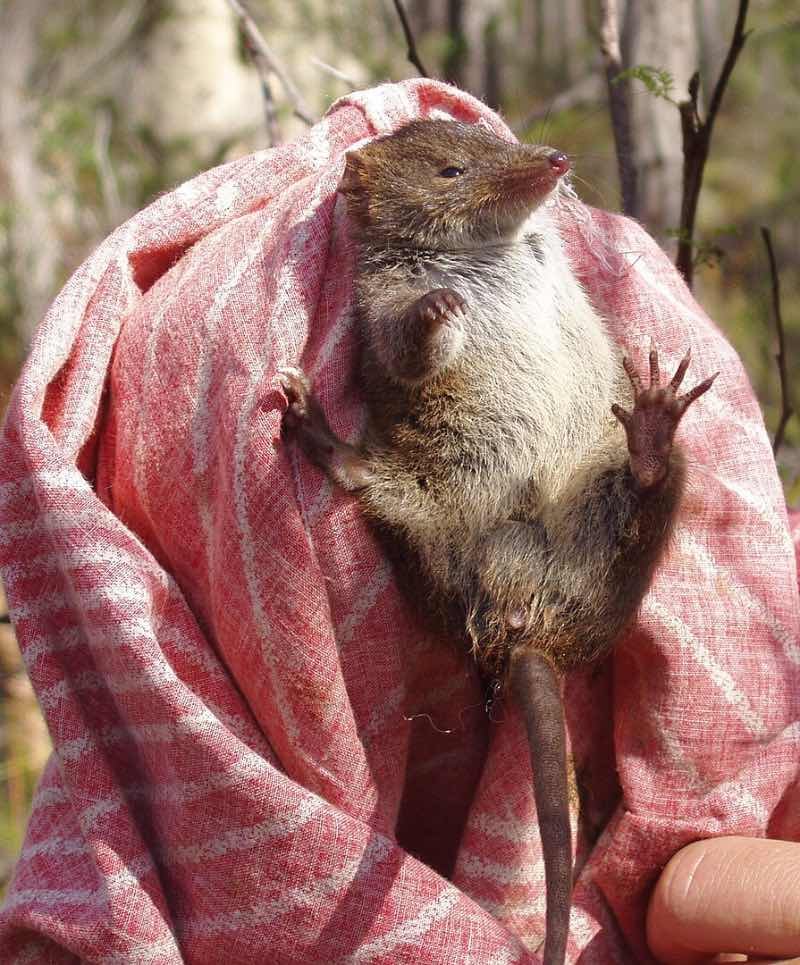 Marsupial australiano antechinus que tiene sexo hasta morir.