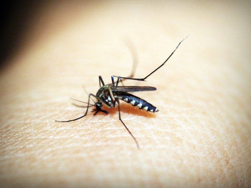 fiebre por dengue