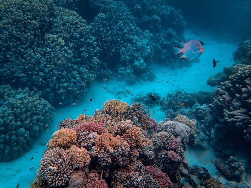 El cambio climático pone en riesgo la salud de los arrecifes de coral.