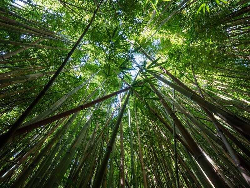 El bambú tiene usos ornamentales, alimenticios y medicinales desde hace milenios.