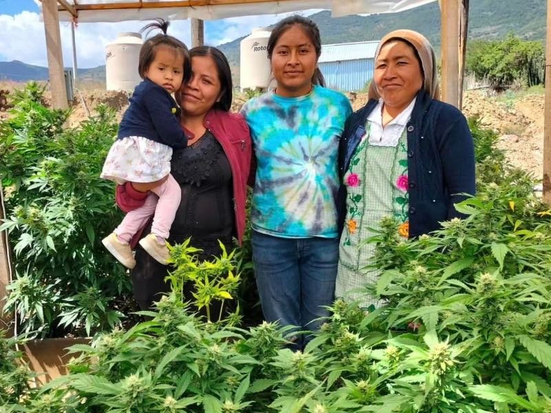 Los pueblos originarios cultivan ancestralmente cannabis y cáñamo.