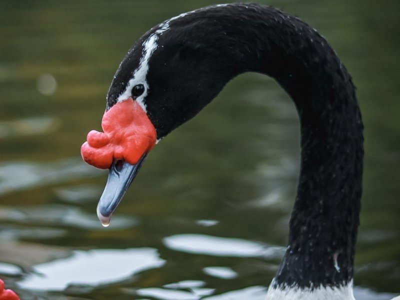 El cisne de cuello negro es una de las aves que se avistan en la Laguna de Gómez