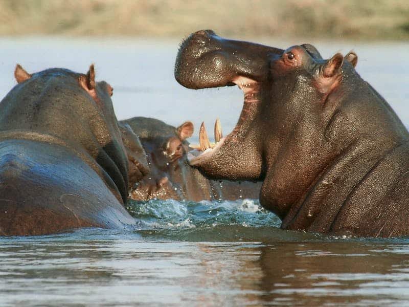 El nombre "hipopótamo" proviene del griego antiguo "hippos" (caballo) y "potamos" (río), haciendo referencia a su hábitat semiacuático.