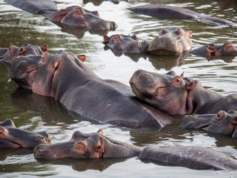 A pesar de su apariencia feroz, los hipopótamos son herbívoros.