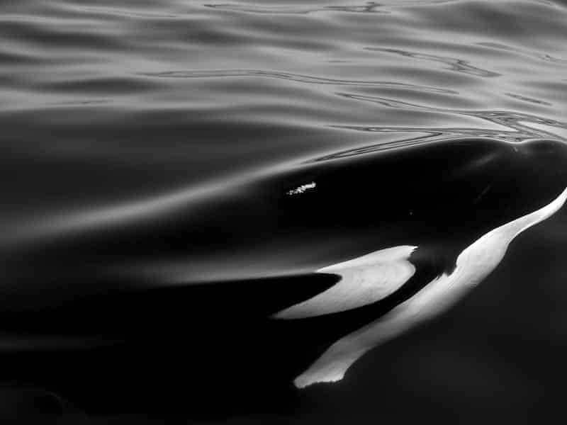 Las orcas son grandes depredadores y son muy sociables.