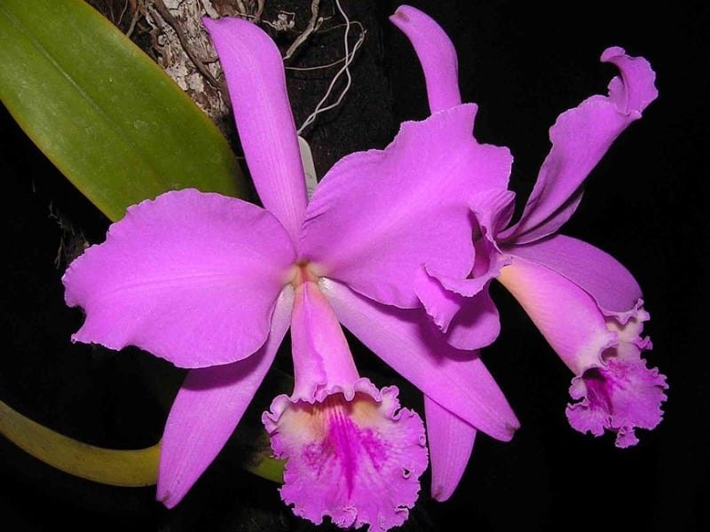 Las orquídeas son símbolo de belleza, elegancia y sabiduría. Se recomienda colocarlas en el living o en el comedor.