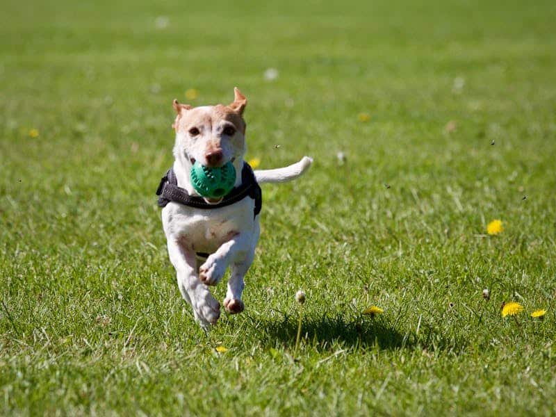 Es necesario ofrecerle a los perros actividad física regular, ajustada a su condición física y edad.