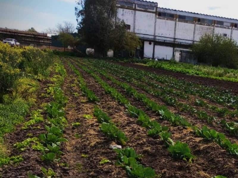 Cultivos agroecológicos de la Agricultura Familiar de la UTT. (Foto: COTEPO/Instagram).