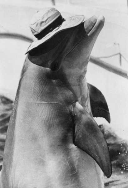 Un delfín utilizado para espectáculos en 1969. (Foto: Miami Seaquarium/Wikimedia Commons).