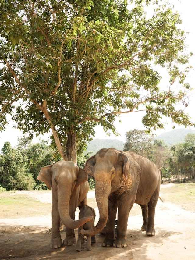 tres elefantes
