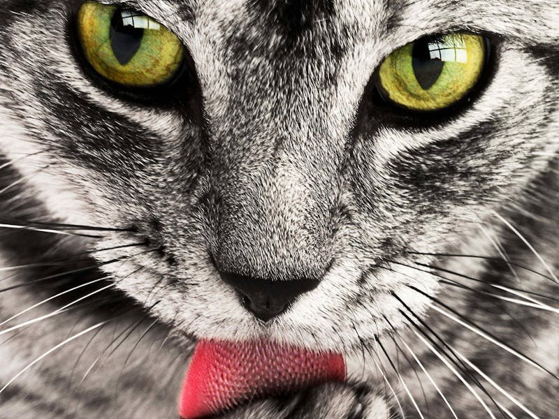 gato radioactivo, imagen ilustrativa