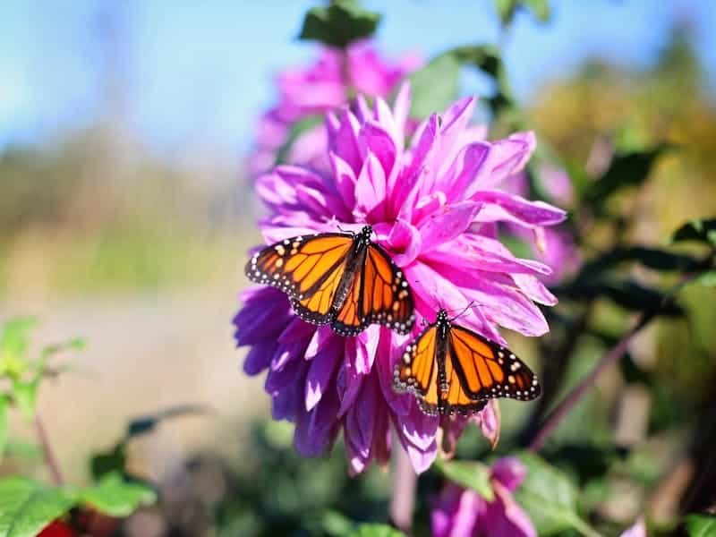 La "invasión de mariposas" es, en verdad, una migración. (Foto: Pexels/Leah Newhouse).