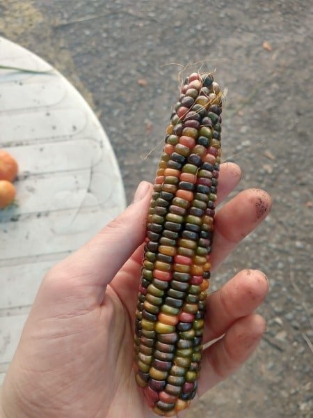 El maíz es un alimento elemental para la cultura andina. Hay de todos colores y tamaños, aunque debido al agronegocio sus cantidades fueron disminuidas. (Foto: Maíz cosechado en la huerta del Patio de Nutrición de la UBA/Colectivo Reciclador).