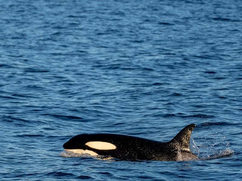 orcas en libertad