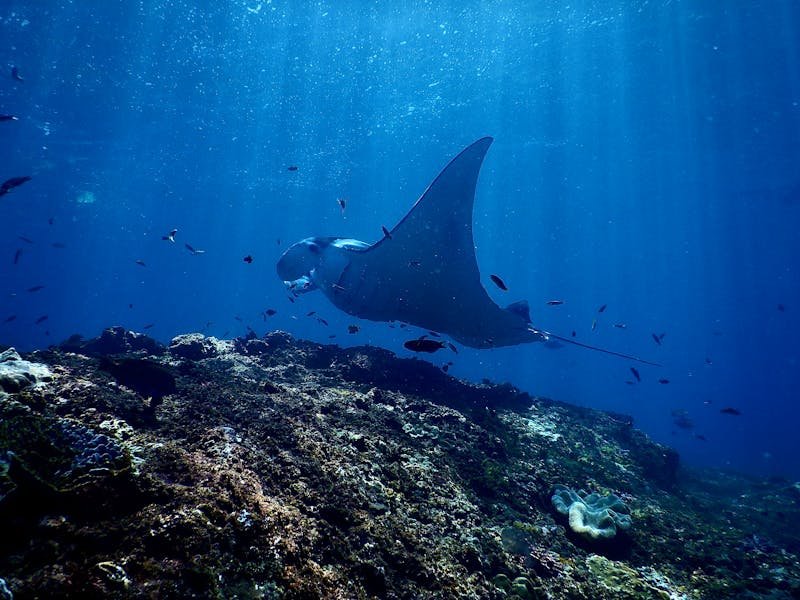 La raya y el tiburón están en peligro por la sobrepesca. (Foto: Pexels/Svetlana Obysova).