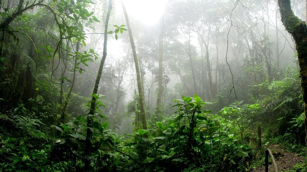 Natura Colombia presentó Amazonia Viva
