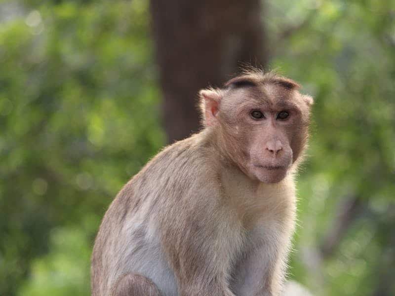 un macaco infectado puede raramente contagiar a los humanos con el virus B