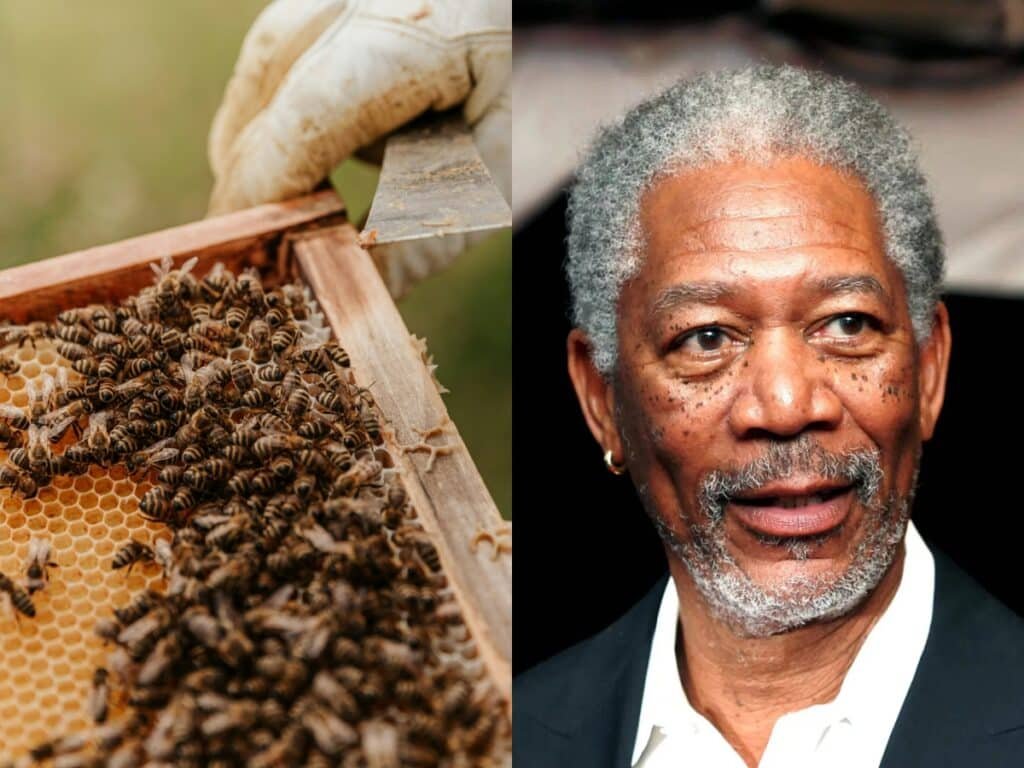 David Beckham, Beyoncé, el Papa Francisco y el Papa Francisco son algunas de las figuras famosas que cuidan abejas.