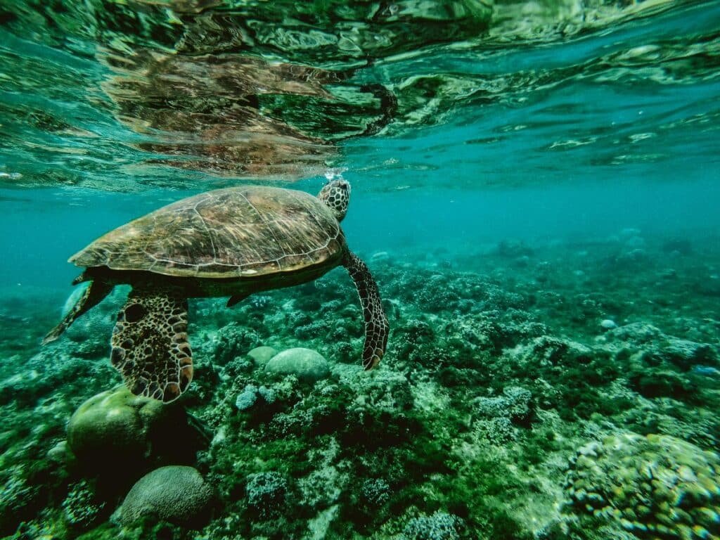 NotCo lanzó NotTurtle, una alternativa sostenible a la sopa de tortuga.