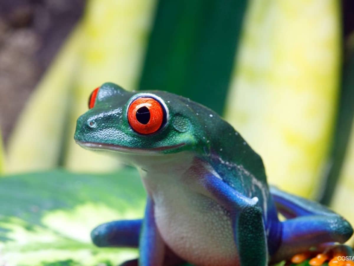 Sapos Poza Rica ¡Histórico! Costa Rica es el primer país del mundo sin zoológicos ...