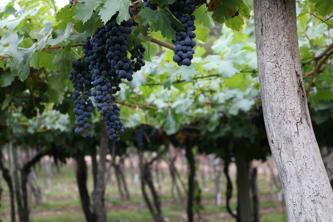 Sostenibilidad en la industria del vino: aprueban un nuevo sello en Argentina.