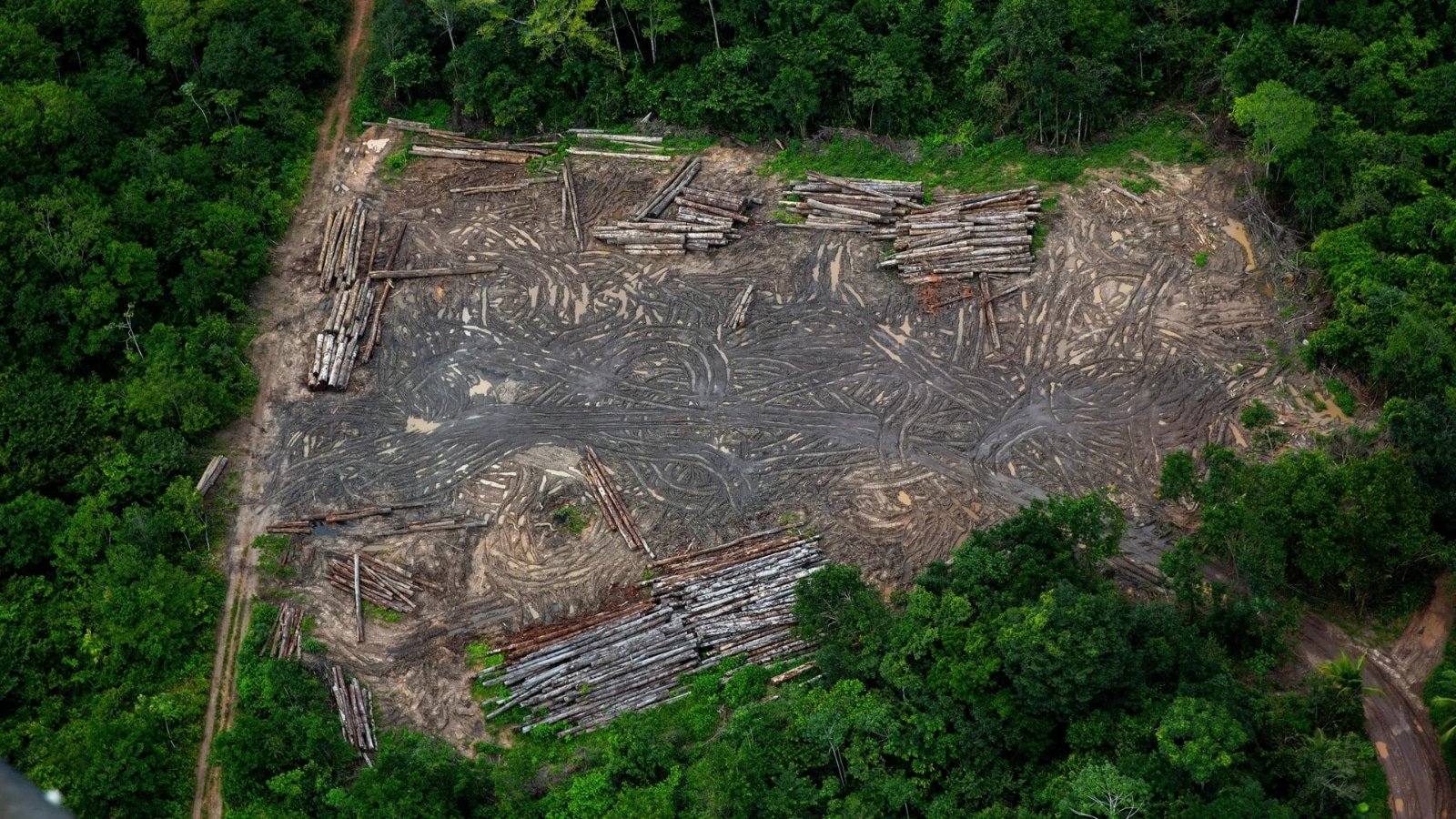 Un ganadero brasileño fue condenado a pagar más de 50 millones de dólares por destruir parte de la selva amazónica.