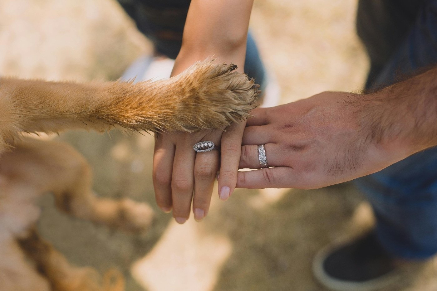 Cada vez más parejas eligen a sus perros para ser testigos de su casamiento