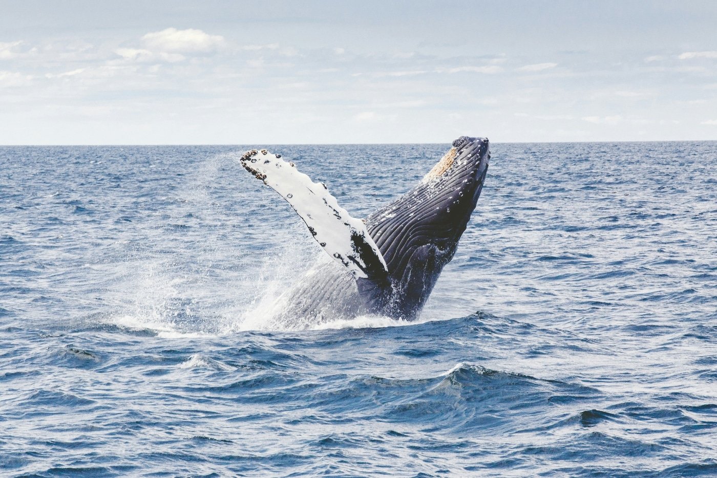 Un estudio llevado a cabo en Australia reveló que las ballenas jorobadas eran más felices en la pandemia de COVID-19.