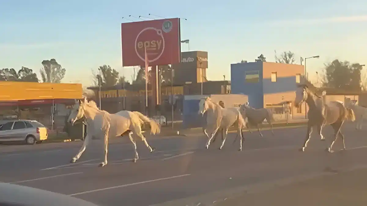 Qué pasó con los equinos que galoparon sueltos por la autopista Panamericana.