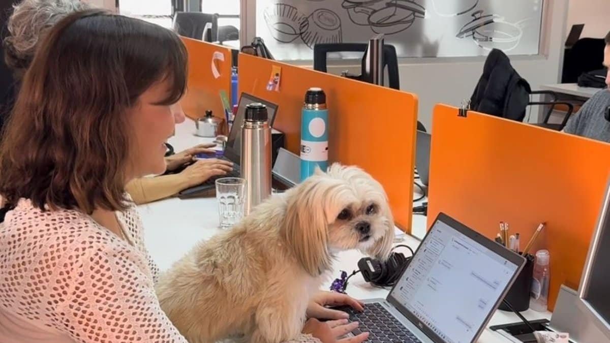 Essen permite que los empleados lleven a sus animales de compañía a las oficinas.