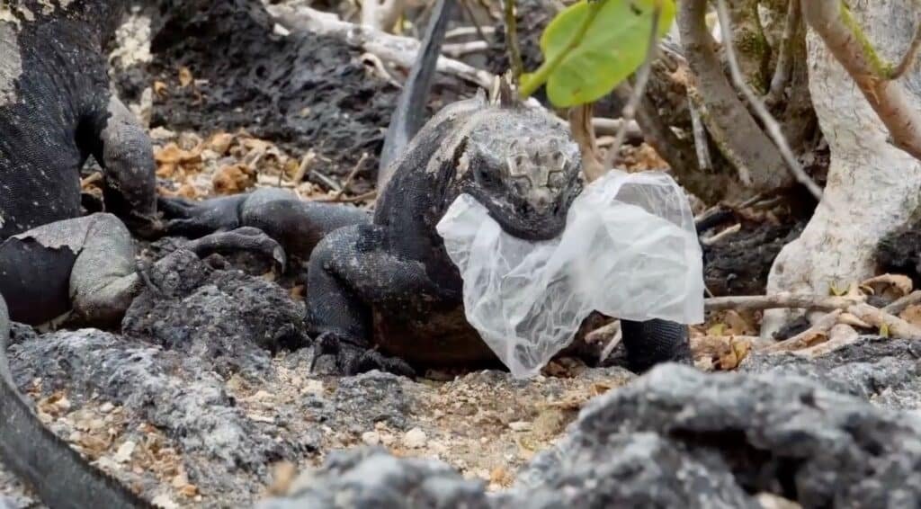 Playas llenas de plástico: activistas le exigen a China que deje de tirar basura en las Islas Galápagos