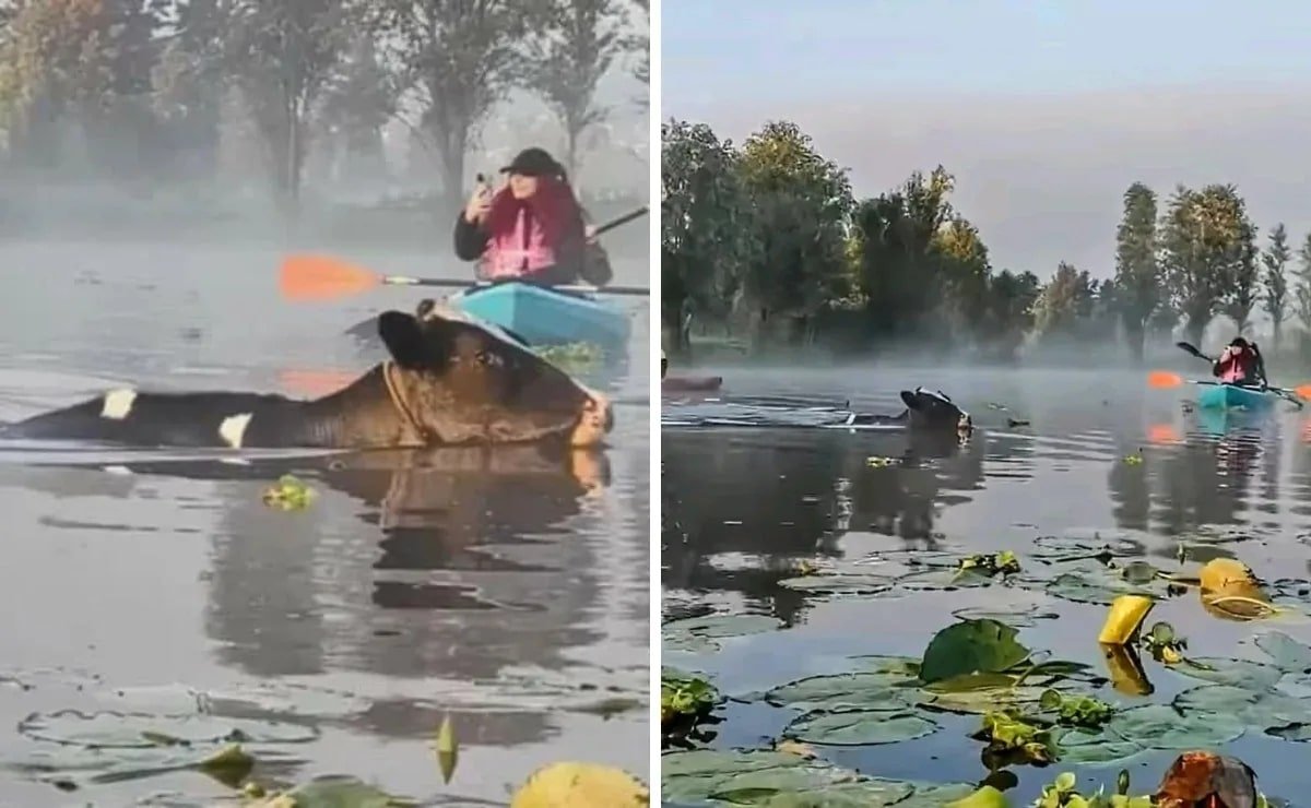 Vacas acuáticas nadan entre turistas en canales de México.