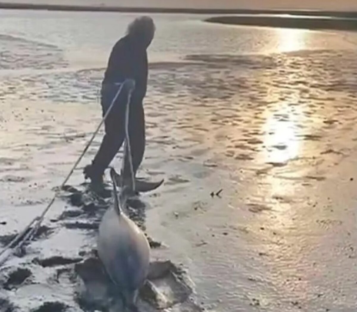 Intentaron rescatar dos delfines en Río Negro con una soga.