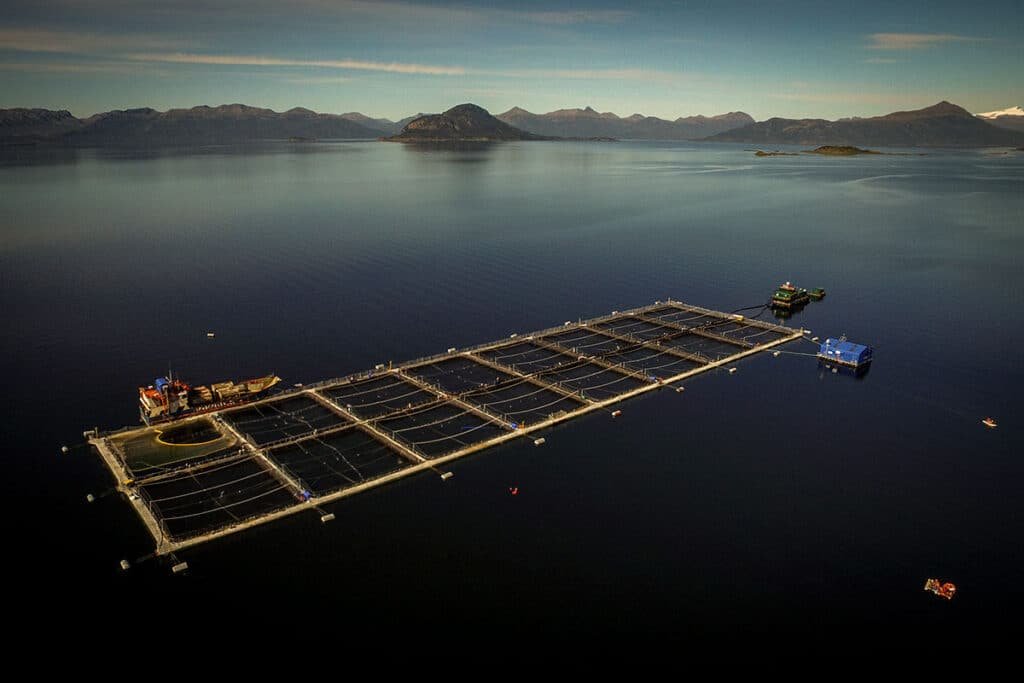 Salmoneras en Tierra del Fuego: ¿qué consecuencias graves traerían?