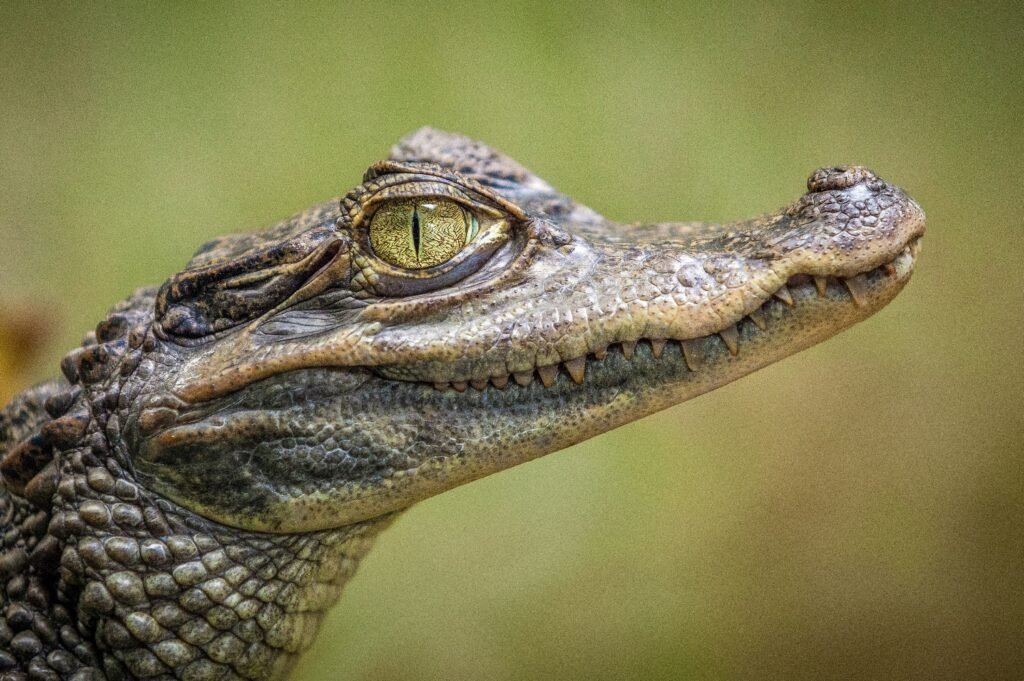Florida: usó a un cocodrilo para abrir una lata de cerveza