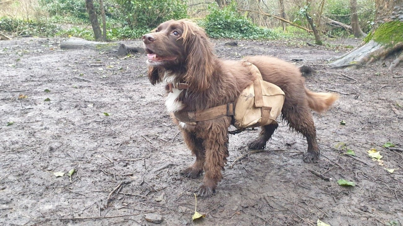 En Inglaterra, mientras pasean, los perros siembran.