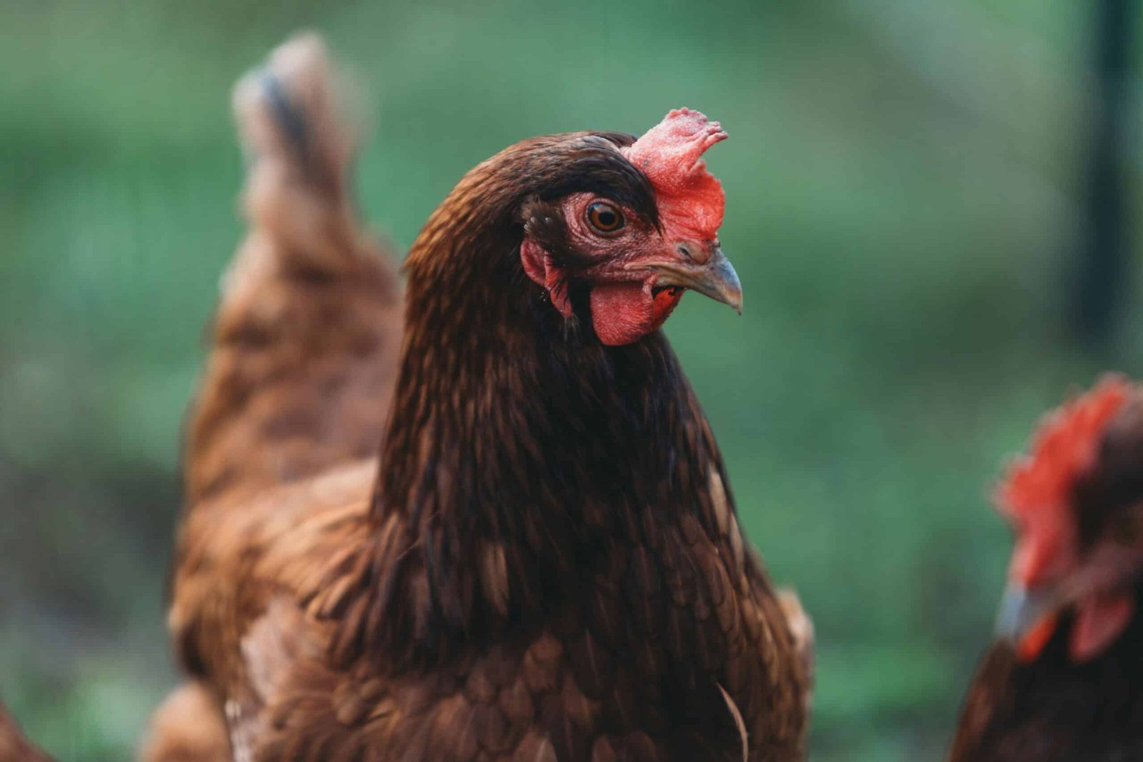 Las gallinas experimentan emociones similares a las de los humanos.