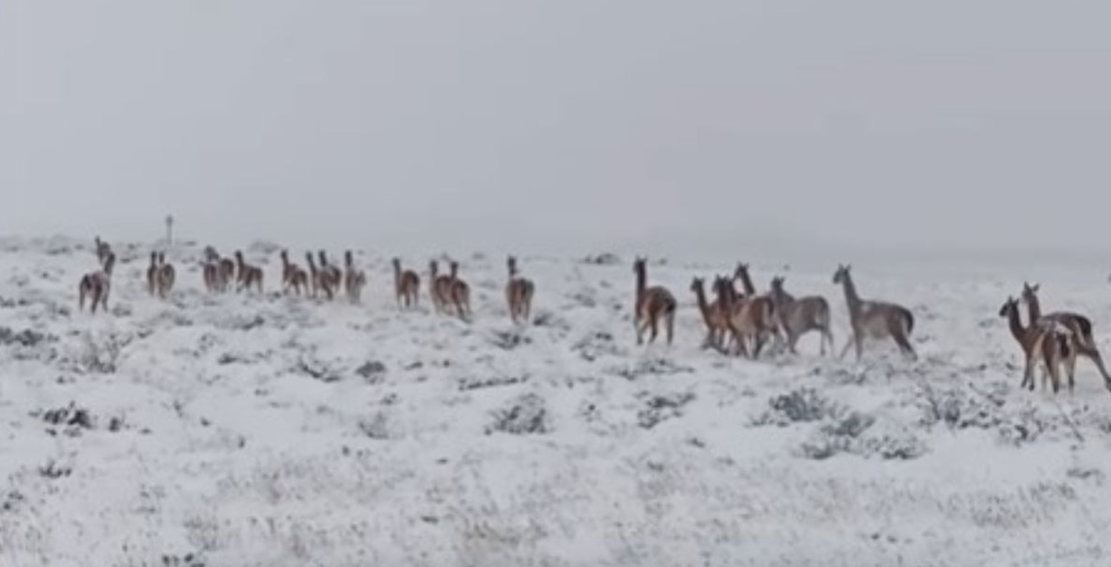 ¿Por qué están migrando los guanacos en la Patagonia?