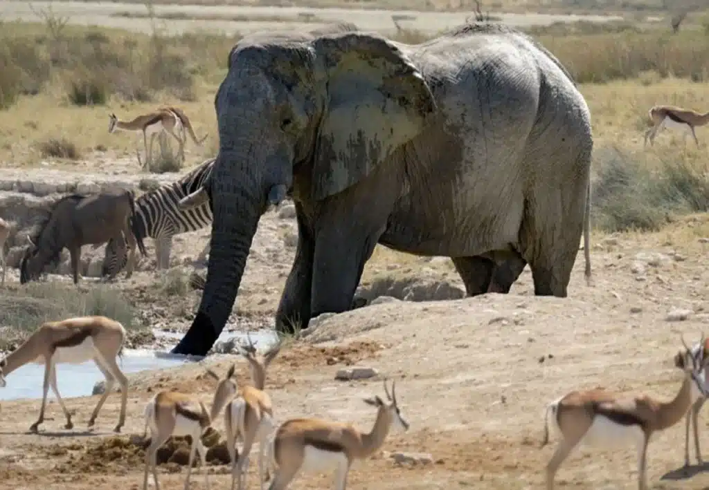 Namibia sacrificará 30 hipopótamos, 83 elefantes, 60 búfalos, 100 ñus azules, 300 cebras, 100 elands y 50 impalas.