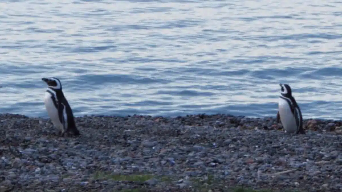 Cada verano, estos ejemplares abandonan las costas patagónicas y nadan hacia las aguas al sur de Brasil.