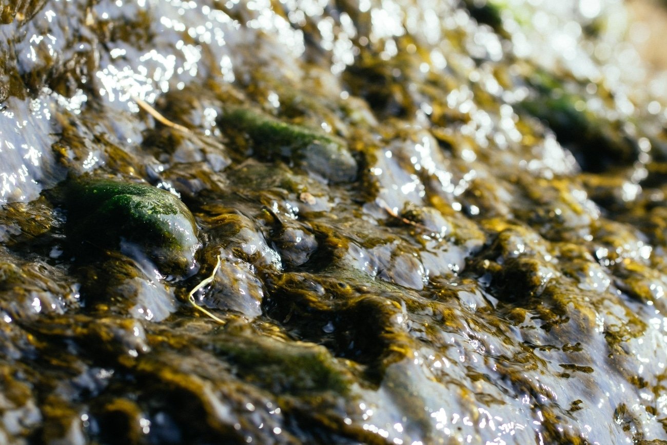 Una chef patagónica convierte alga invasora en un manjar y fomenta la conservación marina