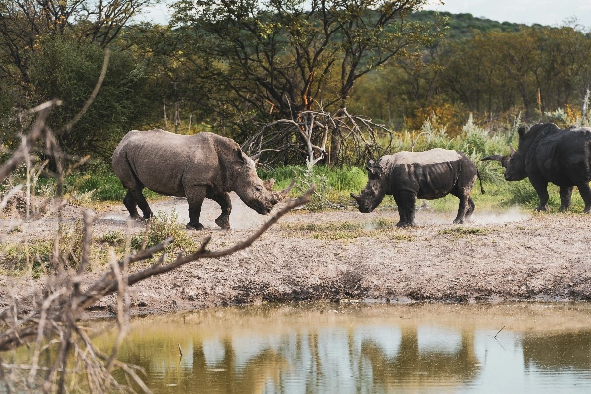 Sudáfrica ha logrado un hito significativo en la lucha contra la caza furtiva de rinocerontes.