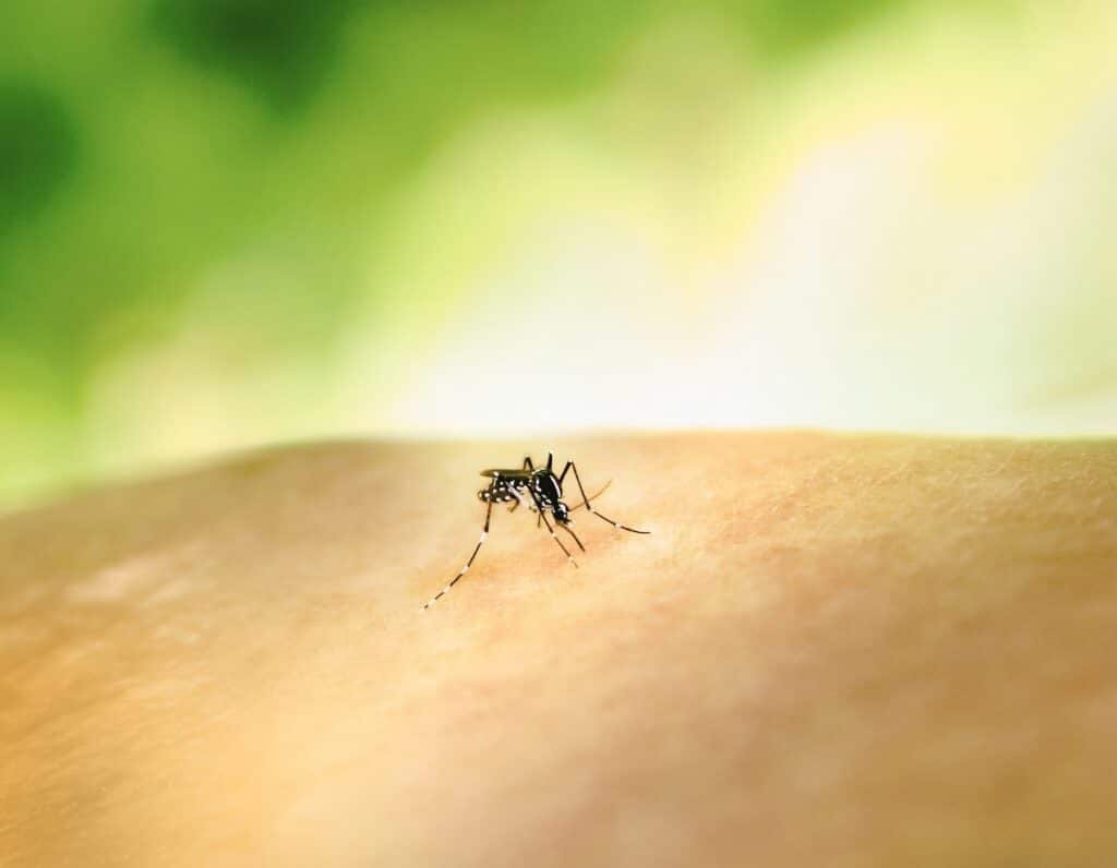 El dengue es una enfermedad muy dinámica e impredecible, a pesar de ser de corta duración (no más de una semana en casi el 90% de los casos).