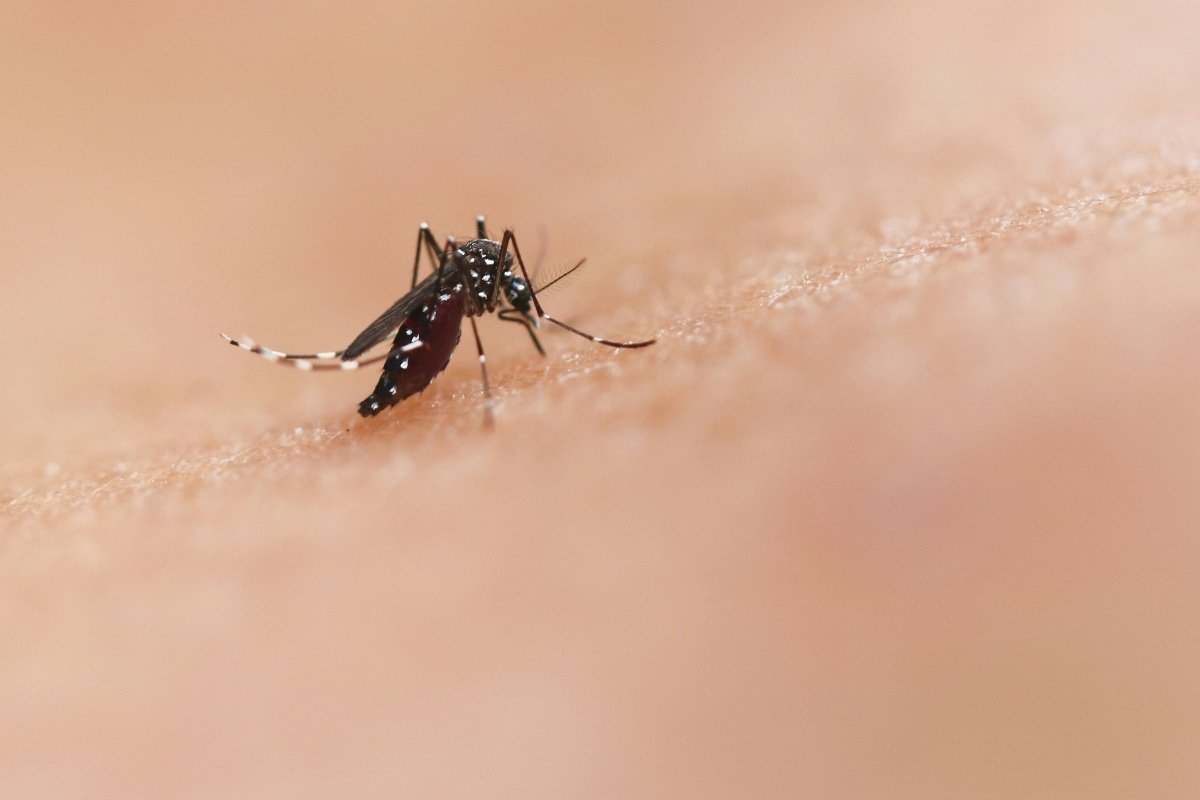 El Aedes aegypti se alimenta principalmente de la sangre de los seres humanos, se desarrolla generalmente en interiores, y suele vivir 400 metros alrededor de donde viven las personas.