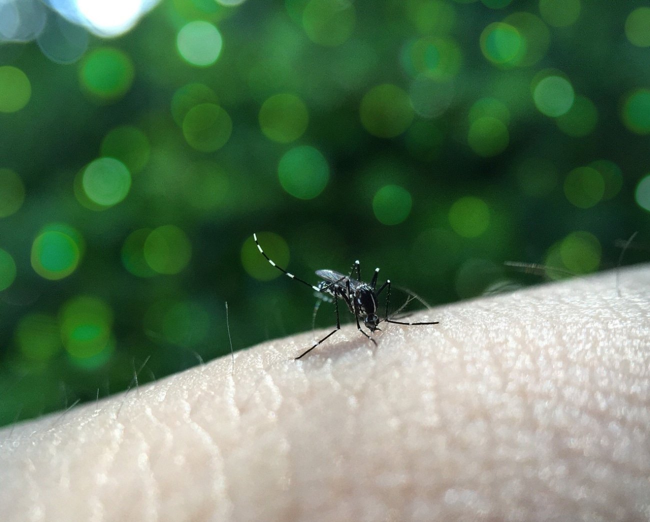 Científicos del CONICET exploran alternativas para hacerle frente a la mutación del dengue.