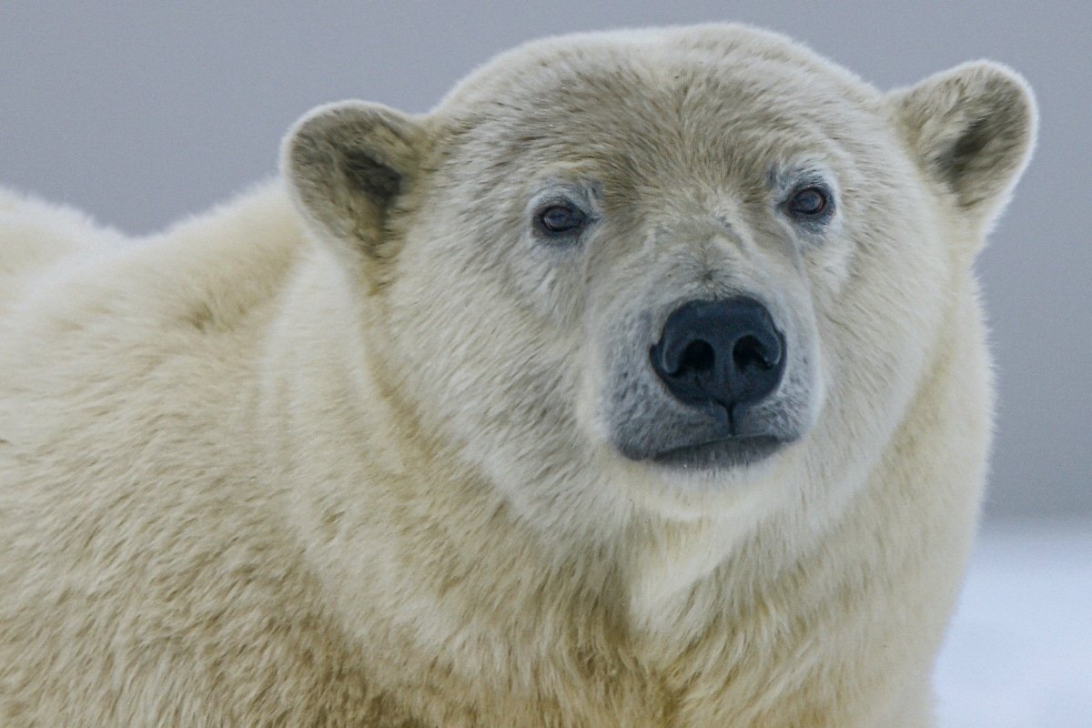 Un policía mató a un oso polar en Islandia.