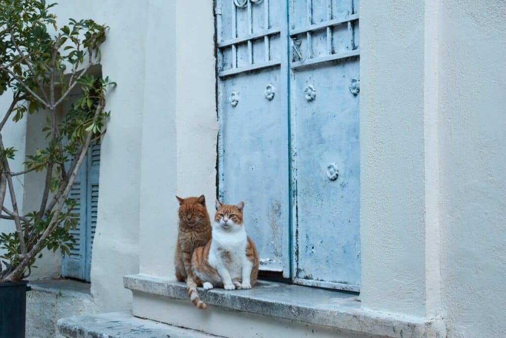 Según un estudio publicado por Live Science, los gatos tienden a sentirse incómodos cuando no tienen acceso a todos los espacios de su hogar.