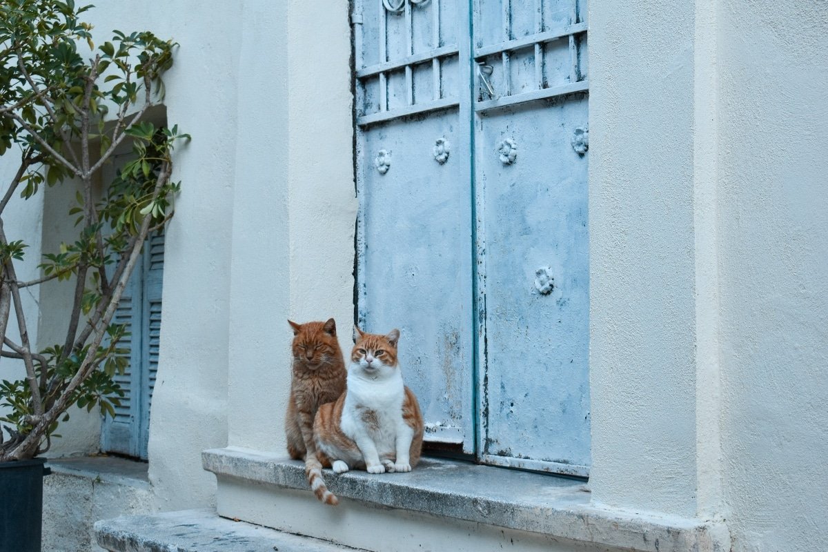 Según un estudio publicado por Live Science, los gatos tienden a sentirse incómodos cuando no tienen acceso a todos los espacios de su hogar.