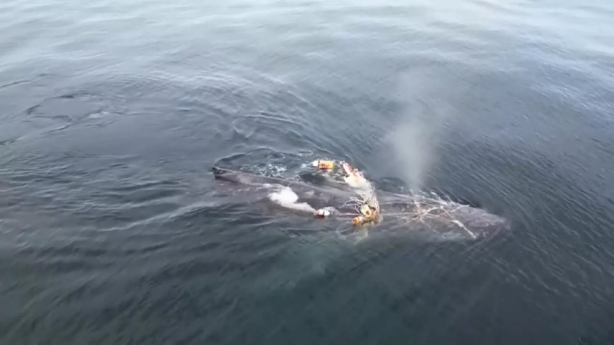 Así es como rescatan a una ballena jorobada en Canadá.