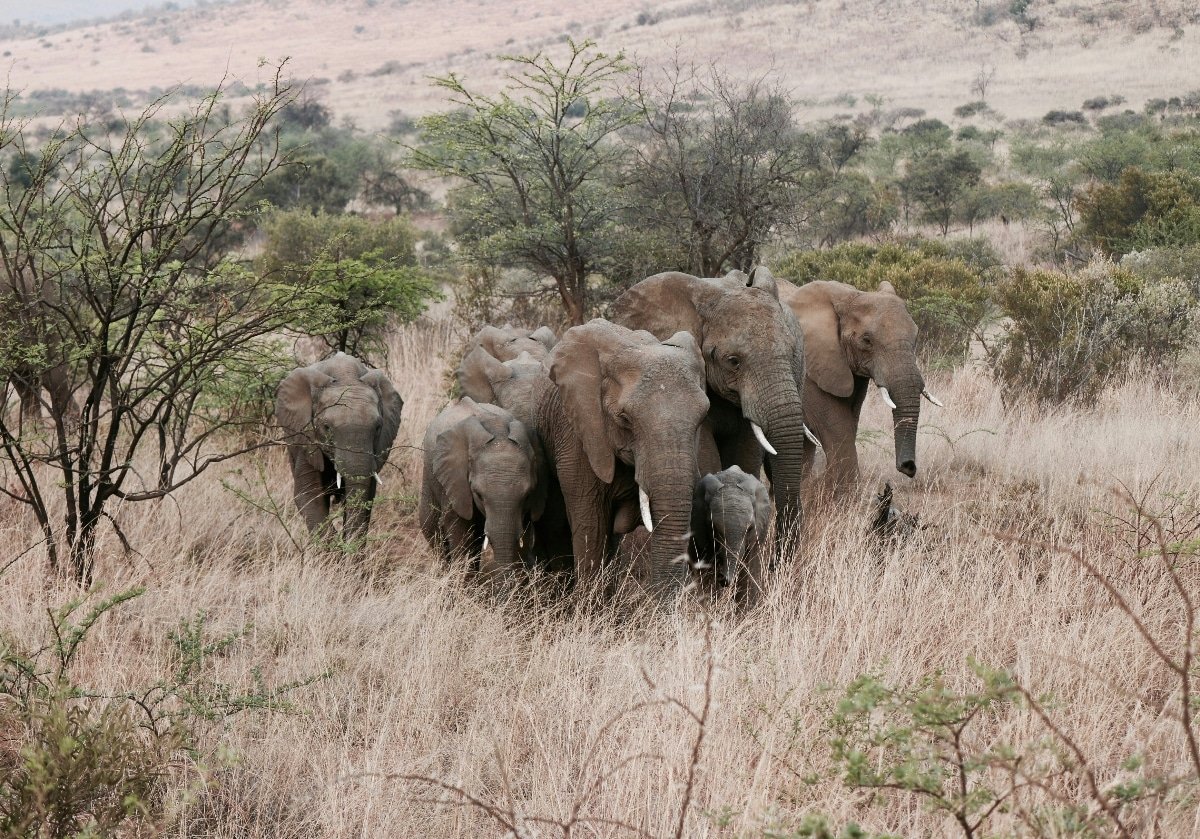 La medida se impuso semanas después de que Namibia sacrificara a más de 700 animales.